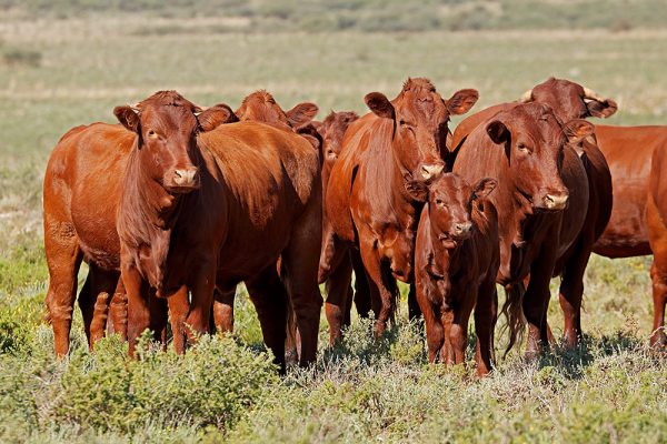 Bonsmara Cattle for sale - Trans Africa Farm